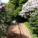 The lilacs surrounding the Palace hill are very old and their flowering is a much loved harbinger of spring in Oslo . Photo: Liv Osmundsen, the Royal Court